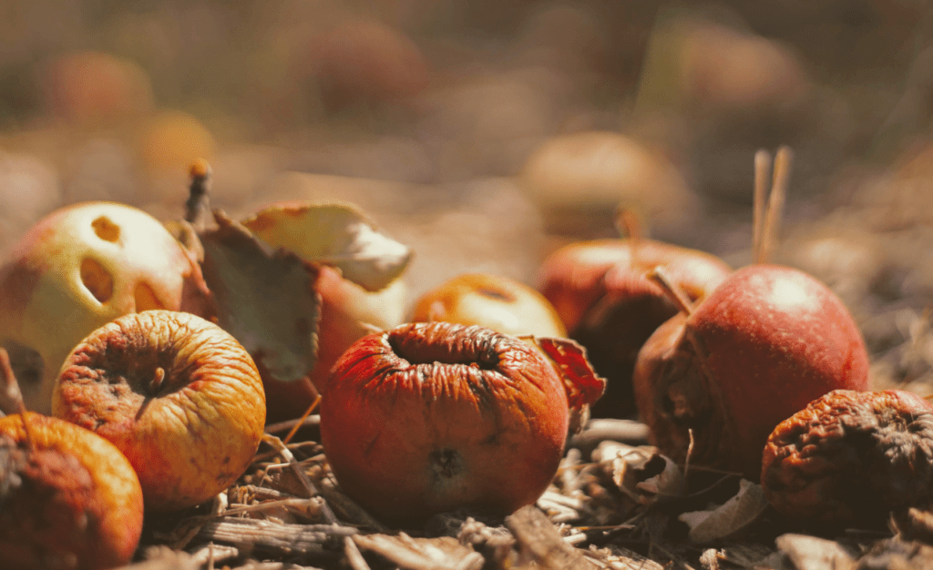 Local, circular solutions to the systematic loss of food in developing nations